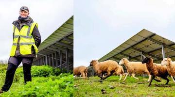 Study on the welfare of sheep on PV plants