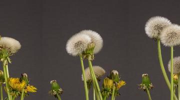 Dandelions