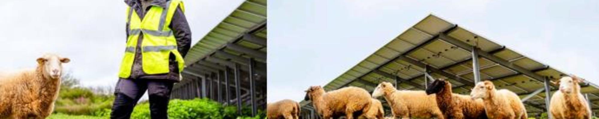 Study on the welfare of sheep on PV plants